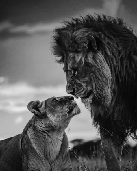 2 Lion Photo, Lion And Lioness Wallpaper, Aslan Wallpapers, Photo To Draw, Tiger And Lion, Lion Lioness, Lion Couple, Lion Photography, Bike Sketch