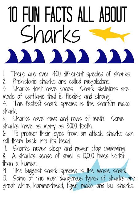 Shark Facts for Kids || The Chirping Moms Shark Facts For Kids, Shark Activities, Shark Week Party, Ocean Theme Preschool, All About Sharks, Shark Facts, Fun Facts For Kids, Ocean Unit, Ocean Activities