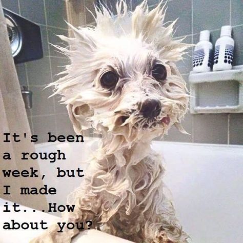 Rough Week, Made Me Smile, Funny Good Morning Quotes, Funny Animal Quotes, Funny Animal Jokes, Sum Up, Funny Animal Memes, E Card, Animal Jokes