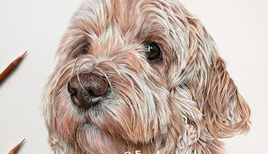 Boo - Coloured Pencil Cockapoo Portrait by Angie x Portrait Artists Pencil, Dog Portraits Art, Pet Artist, Dog Anatomy, Pencil Artwork, Pencil Drawing Tutorials, 강아지 그림, Yorkshire Terrier Puppies, Color Pencil Art