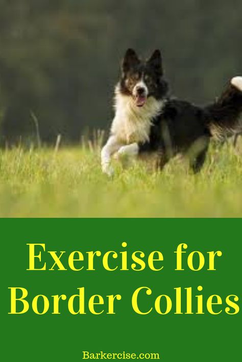 Border Collie Puppy Training, Enrichment For Dogs, Border Collie Lab Mix, Dog Commands Training, Games For Dogs, Canine Enrichment, Ways To Exercise, Beach Dogs, Brain Games For Dogs