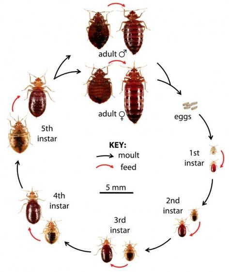 Bed Bugs Pictures, Bug Identification, Get Rid Of Bed Bugs, Kill Bed Bugs, Rid Of Bed Bugs, Bed Bug Bites, Household Pests, Flea Prevention, Bees And Wasps