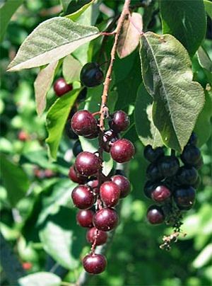 North Dakota state fruit- chokecherry Chokecherry Tree, Garden Fruit, Tree Pictures, Poisonous Plants, Plant Seeds, Fruit Plants, Tropical Fruit, North Dakota, Planting Seeds