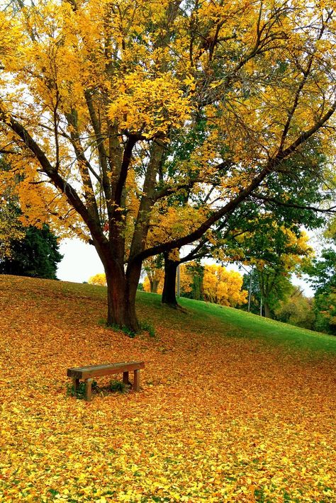 Middle Park - Bettendorf, Iowa - Thomas Edwards Bettendorf Iowa, Scott County, Davenport Iowa, Quad Cities, Harvest Time, Seasons Of The Year, Hawkeye, American Dream, Des Moines