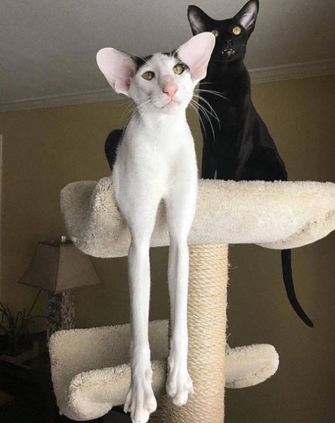 Dobby Cat, Two Cats, Domestic Cat, Sphynx, Cat Tree, Cats Meow, Pretty Cats, Beautiful Cats, Cute Funny Animals