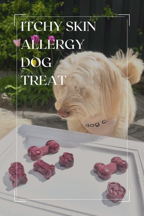 Full recipe linked in BIO! Make this treat for allergy season! 🐶🍓  Combat allergies by adding foods with quercetin a natural antihistamine such as red apples, strawberries, blueberries & cherries #dogs #dogtreats #recipes Dog Treats For Skin Allergies, Best Food For Dogs With Skin Allergies, Dog Allergy Treats, Diy Dog Treats For Itchy Skin, Coconut Oil Treats For Dogs, Homemade Dog Treats For Itchy Skin, Homemade Probiotic Dog Treats, Dog Skin Irritation Remedies, Dog Food For Skin Allergies