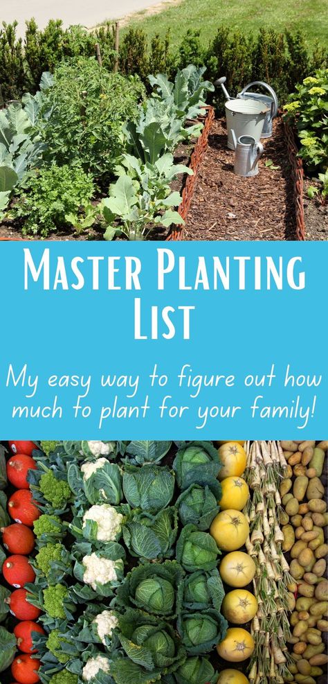 If you are trying to figure out just how many plants you need to feed your family, I'm here to help! Gone are long drawn out formulas. In this blog post, I talk about how you can figure out how much to plant for your family and give you ways to figure out garden growth over time! Plant Once Harvest For Years, How Much To Plant For A Family Of 4, Vegetable Garden List, How Much To Plant Per Person For A Year, How Far Apart To Plant Vegetables, Garden Size Family Of 4, First Time Gardening, First Time Gardening Vegetables, How Much To Plant Per Person