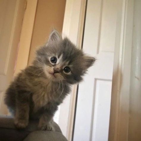 Kittens, Grey, White