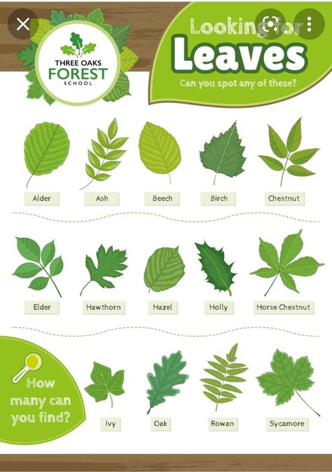 Leaf Identification For Kids, Tree Leaf Identification, Identifying Trees, Identify Plants, Leaf Identification, Homeschool Nature Study, Forest School Activities, Nature Education, Tree Identification