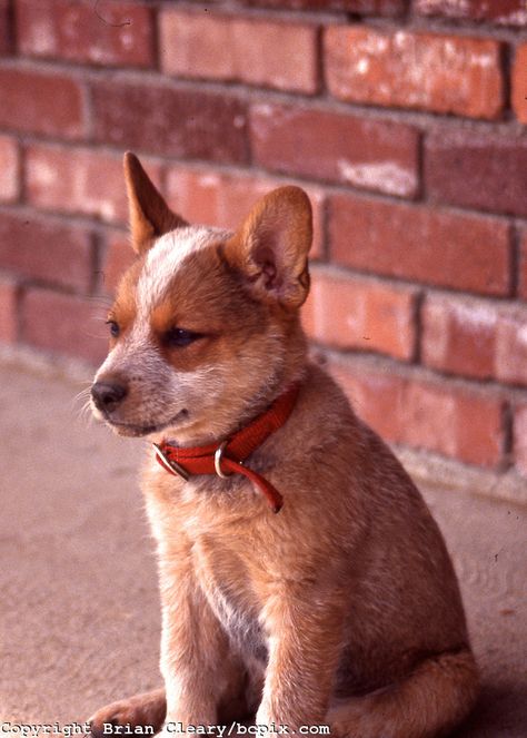 Wonder if this is what Rudy looked like when he was just a little pup Animal Wallpaper Aesthetic, Red Heeler Puppies, Red Heeler Dog, Australian Cattle Dog Puppy, Cattle Dog Puppy, Aussie Cattle Dog, Austrailian Cattle Dog, Cattle Dogs Rule, Heeler Puppies