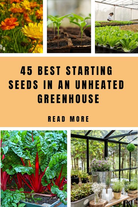 What are the best-starting seeds in an unheated Greenhouse? We’ll give you advice on how to start seeds in a greenhouse without heat here. If you want to grow plants all year round in an How To Start Seeds In A Greenhouse, Year Round Greenhouse Garden, Flowers To Grow In A Greenhouse, Unheated Greenhouse Growing, Starting Seeds In Greenhouse, Starting Flowers From Seeds, Best Potted Plants, Heating A Greenhouse, Best Greenhouse