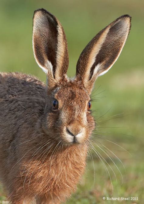 Wildlife Photographic Journals Animal Aesthetic, Wallpapers Beautiful, Wild Rabbit, Good Feeling, Jack Rabbit, Animal Nails, Beautiful Aesthetic, Aesthetic Nature, Close Encounters