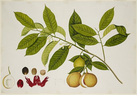 Untitled - caption: 'Nutmeg Tree' | Flickr - Photo Sharing! Nutmeg Tree, Myristica Fragrans, Caspar David Friedrich, Winslow Homer, John James Audubon, Gallery Wall Frames, Popular Art, British Library, Exhibition Poster