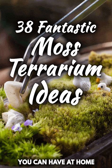 Moss Garden Indoor Terrarium Ideas, Mini Fairy Garden In A Jar Terrarium Ideas, At Home Terrarium, Decorating With Terrariums, Terrarium Moss Diy, Diy Easy Terrarium, Succulents Garden Indoor Terrarium Ideas, Indoor Moss Garden Ideas, Diy Hanging Terrarium