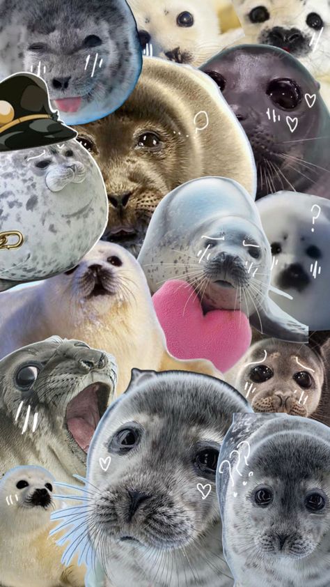 Seal Wallpaper, Cute Backrounds, Harbor Seal, Artsy Background, Cute Seals, Background Phone, Beautiful Sea Creatures, Phone Ideas, Phone Screens