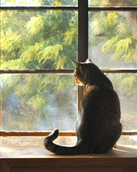 Cat Proofing, Cat Window, 강아지 그림, Image Chat, Short Movie, I'm Afraid, Cats Kittens, Cats Illustration, Cat Portraits