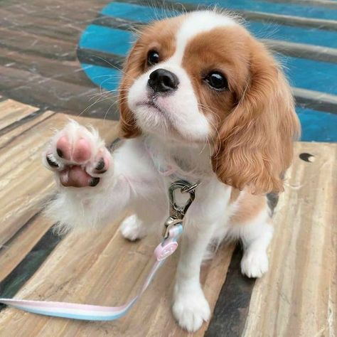 Cavalier King Charles Dog, Cavalier Puppy, King Charles Dog, King Charles Cavalier Spaniel Puppy, Super Cute Puppies, 강아지 그림, Cute Animals Puppies, Very Cute Dogs, Really Cute Dogs