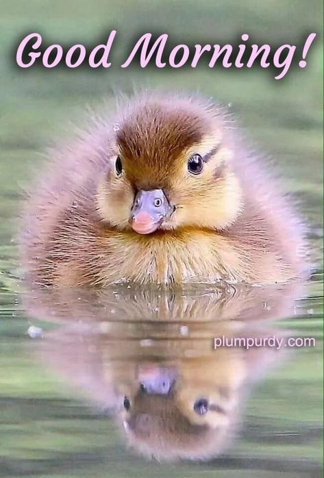 Earth Animals, Science Earth, Photo Animaliere, Cute Ducklings, Nature Science, Pretty Birds, Jolie Photo, Cute Animal Pictures, Sweet Animals