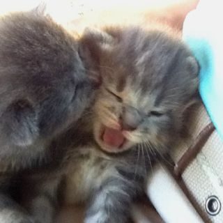 Kitty kisses :) Kitty Kisses, Happy Happy Happy, Haiwan Lucu, Fotografi Vintage, Silly Cats Pictures, Cute Cats Photos, Silly Animals, Funny Cute Cats