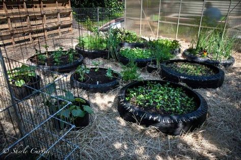 Bob and Sherle From California Share Their Vegetable Garden Photos - One Hundred Dollars a Month Tractor Tire Vegetable Garden, Tyre Garden, Horticulture Therapy, Natural Gardening, Star Garden, Grow Potatoes, Tire Garden, Garden Hacks Diy, Amazing Backyard