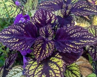 Coleus Varieties, Botanical Display, Purple Veins, Shade Garden Plants, Formal Garden, Patio Plants, Leaf Texture, Colorful Plants, Pink Leaves