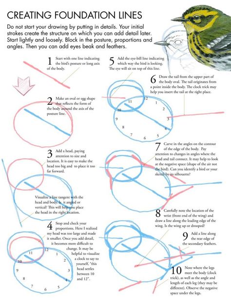 How to draw birds Drawing A Bird, John Muir Laws, Draw A Bird, Draw Birds, Drawing Birds, Teaching Drawing, Bird Sketch, John Muir, Animated Drawings