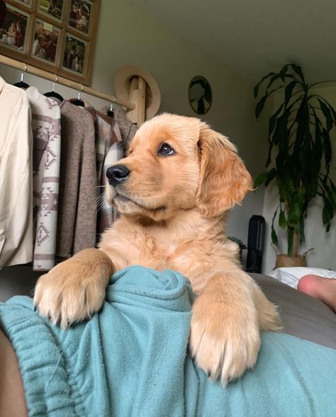 When they ask how you mastered the puppy-dog eyes but it’s just something you were born with 👉🏼🥺👈🏼 #goldenretriever #gloriousgoldens… | Instagram Puppy Fever, Golden Doodles, Fun Animals, Puppy Dog Eyes, I Like Dogs, A Golden Retriever, Retriever Puppies, Animal Health, Really Cute Dogs