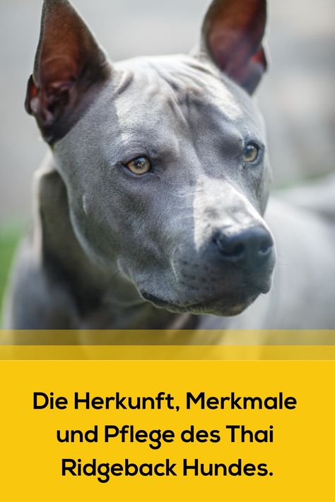 Erfahren Sie alles Wissenswerte über den Thai Ridgeback: Rasseprofil, Pflegeanforderungen, Charaktereigenschaften, Merkmale und Trainingsmethoden. Entdecken Sie die Besonderheiten dieses faszinierenden Hundes aus Thailand! Thai Ridgeback, Rhodesian Ridgeback, Thailand