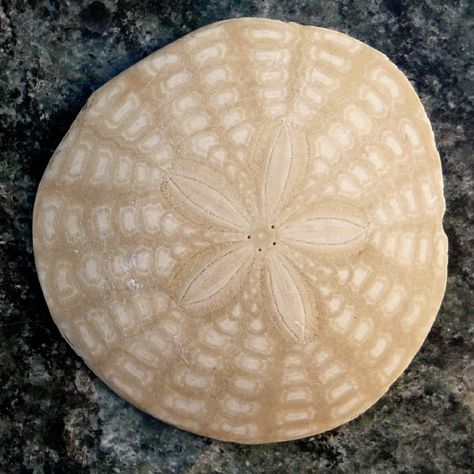 Sand dollar, brings back memories of childhood days in Mexico The Lighthouse, Sand Dollar, Lighthouse, Buzzfeed, Roses, Make Your