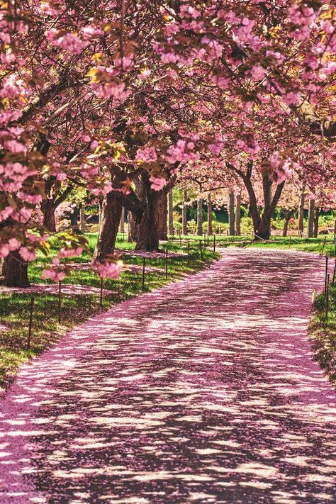 Blossom Tree Garden, Tree Garden Ideas, Yoshino Cherry Tree, Ornamental Cherry, Flowering Cherry Tree, Street Trees, Tree Garden, Cherry Blossom Festival, Cherry Blossom Season