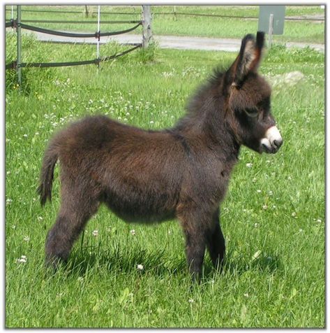 Baby Donkey, Mini Donkey, Miniature Donkey, Pygmy Goat, Cute Donkey, Animals Funny, Baby Art, Cute Creatures, Sweet Animals