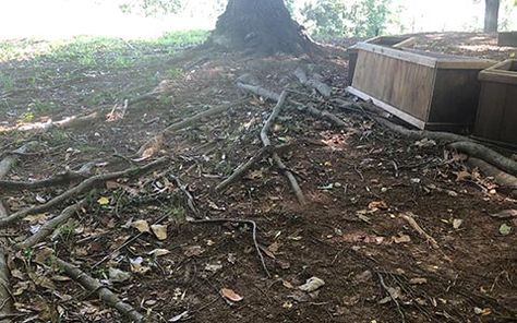 How To Cover Tree Roots In Yard, Exposed Tree Roots Landscaping, Landscaping Around Exposed Tree Roots, Covering Tree Roots In Yard, Landscaping Around Tree Roots, Kill Tree Roots, Exposed Tree Roots, Leveling Yard, Mulch Around Trees