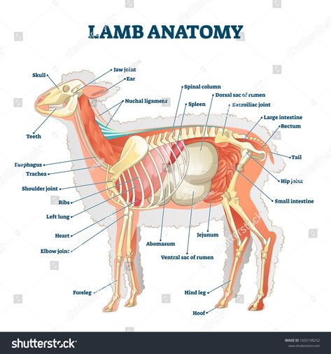 Lamb anatomy vector illustration. Labeled educational inner organs and bones structure scheme. Biological animal description from zoological aspect. Isolated detailed domestic sheep parts diagram. #Ad , #Sponsored, #organs#educational#bones#scheme Lamb Anatomy, Zoology Aesthetic Notes, Chicken Anatomy, Vet Tech School, Anatomy Organs, Vet Tech Student, Vet Technician, Large Animal Vet, Skeleton Anatomy