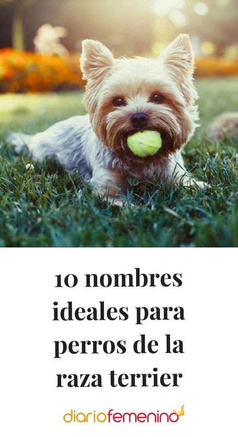 Bonitas formas de llamar a tu perro terrier #mascotas #DiarioFemenino Perro Shih Tzu, Yorkie Terrier, Highland Terrier, Fox Terriers, Yorkshire Terriers, West Highland Terrier, Fox Terrier, Jack Russell Terrier, Yorkshire Terrier