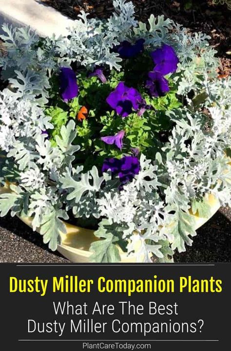 Dusty Miller Plant Combinations, Dusty Miller Landscape Flower Beds, Dusty Miller Planting Ideas, Dusty Miller Container, Flowerbed Design Layout, Dusty Miller Landscape, Landscaping Ideas Along Fence, Fence Backyard Landscaping, Dusty Miller Plant