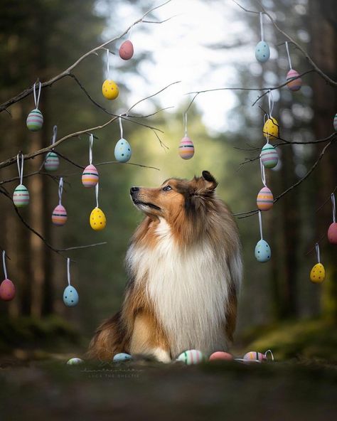 Easter Dog Photos, Easter Pet Photos, Dog Photoshoot Pet Photography, Dog Photography Poses, Animal Photoshoot, Easter Photoshoot, Easter Photography, Puppy Photography, Pig Dog