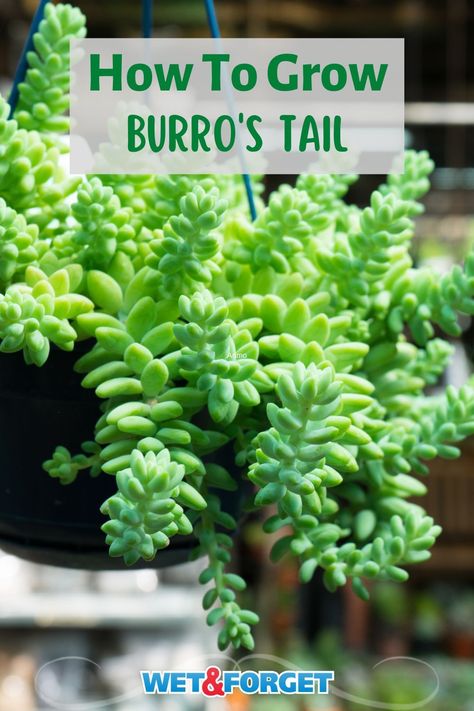 Burrows Tail Plant Care, Burrows Tail Plant, Burrows Tail, Burros Tail, Succulents Care, Gardening Herbs, Herbs Plants, Succulent Garden Indoor, Succulent Garden Diy