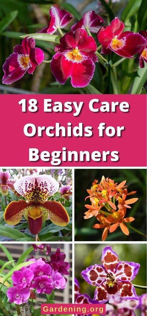 18 Easy to Care Orchids for Beginners Orchid Rebloom, Garlic Knot, Orchid Potting Mix, Indoor Orchids, Low Light House Plants, Orchid Plant Care, Orchid Varieties, Jewel Orchid, Orchid Leaves