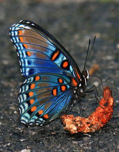 Peacock Butterfly Tattoo, Tattoo Ideas For Back, Red Spotted Purple Butterfly, Old Windows Painted, Butterfly Chrysalis, Red Peacock, Cool Insects, Beautiful Butterfly Photography, Peacock Butterfly