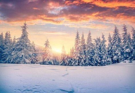 Winter Cover Photos, Winter Facebook Covers, Cheap Backdrop, Facebook Background, Snow Cover, Winter Backdrops, Snow Photography, Forest Photos, Seamless Backdrop