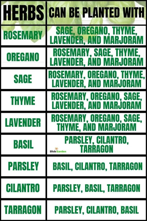 Herb Companion Planting, Growing Herbs Indoors, Garden Companion Planting, Outdoor Herb Garden, Medicinal Herbs Garden, Vegetable Garden Diy, Herbs Garden, Garden Hacks, Herb Gardening