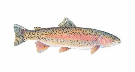 Rainbow Trout Tattoo Black And White, Rainbow Trout Illustration, Trout Aesthetic, Rainbow Trout Drawing, Rainbow Trout Picture, Rainbow Trout Tattoo, Ethan Tattoo, Cardboard Shark, Trout Drawing