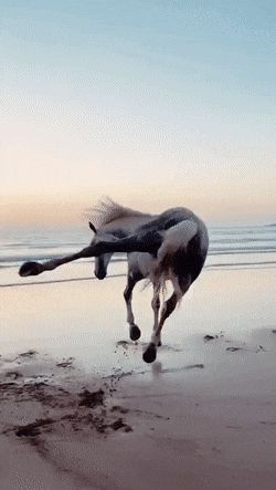 The Shirk Report – Volume 659 » TwistedSifter Horse Videos, Most Beautiful Horses, Majestic Animals, Clipuri Video, Cute Horses, Pretty Horses, Horse Pictures, Horse Love, 귀여운 동물