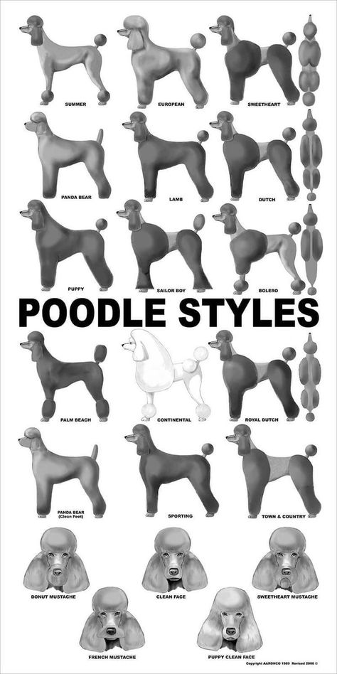 Poodle Styles, Poodle Hair, Parti Poodle, Poodle Haircut, Dog Grooming Styles, Poodle Cuts, Dog Grooming Tips, Poodle Grooming, Puppy Cut