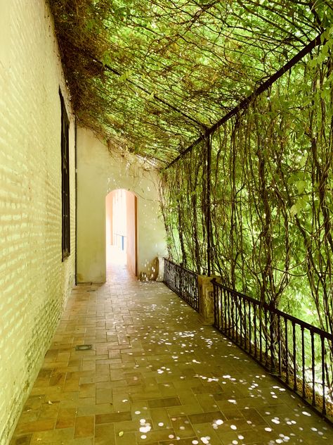 No filter... The green shone through this wall of vines which provided some much needed shade on this sunny HOT day in Seville, Spain. Vines On Home Exterior, Ivy On Balcony, Lattice Vine Wall, Vine Covered House, Vines On House Exterior, Vine Garden Ideas, Ivy Pergola, Wire Pergola, Diy Vine Wall