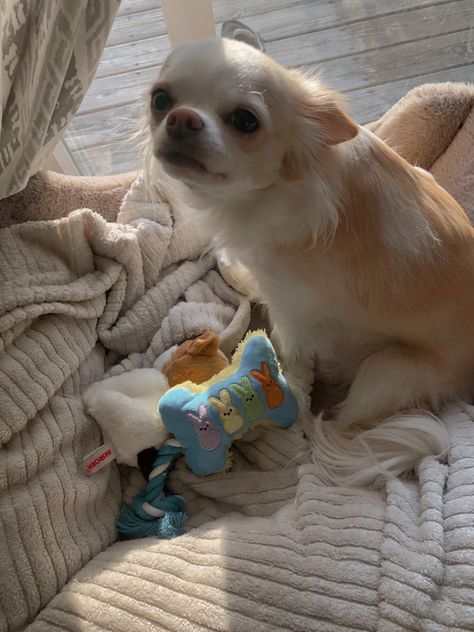 Cute Chihuahua Aesthetic, Aesthetic Chihuahua, Chihuahua Aesthetic, Small Chihuahua, Abby Jimenez, Dream Pet, Aesthetic Dog, Dog Picture, Really Cute Puppies