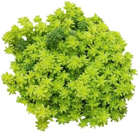 Sedum Golden Moss Lime Green Sedum Lemon Coral Sedum Angelina Sedum Angelina, Succulent Ground Cover, Best Terrarium Plants, Sedum Plant, Succulents For Sale, Ground Covers, Modern Pot, Sandy Soil, Ground Cover Plants