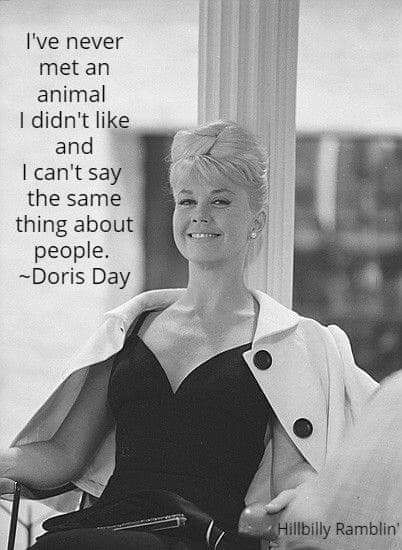 ~Doris Day :) Doris Day, Old Hollywood Movies, Day Quotes, Old Hollywood Glamour, Save Earth, Animal Welfare, English Quotes, Christian Inspiration, Women In History