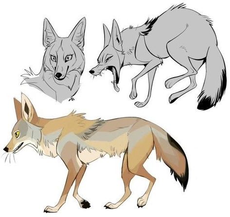 Coyote Anatomy, Coyote Drawing, Coyote Animal, Line Quality, The Trickster, Canine Drawing, Drawing Animals, Animal Anatomy, Animal Doodles