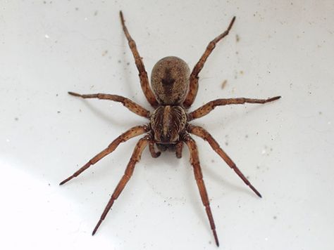 Brown Recluse spider, poisonous Spider Killer, Dangerous Spiders, Spider Fact, Recluse Spider, Spider Pictures, Carolina Do Norte, Types Of Spiders, Spider Species, Get Rid Of Spiders